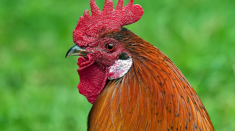 Ile kalorii ma kotlet z kurczaka?