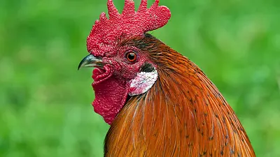 Ile kalorii ma kotlet z kurczaka? Wartości odżywcze i porady