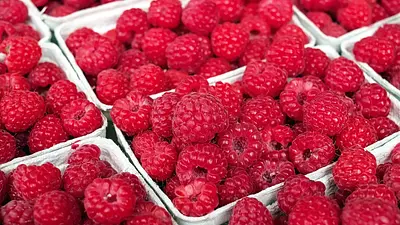 Ile kalorii mają maliny? Kaloryczność i wartości odżywcze
