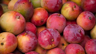 Ile kalorii ma mango? Wartości odżywcze i zdrowotne korzyści